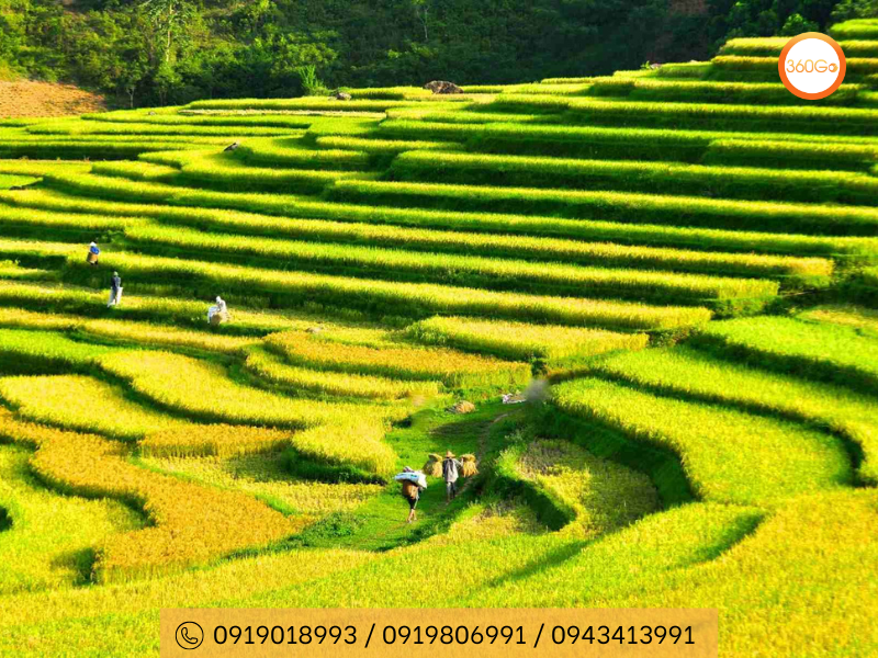 Mùi lúa chín thoang thoảng trong gió - Du lịch 360Go 
